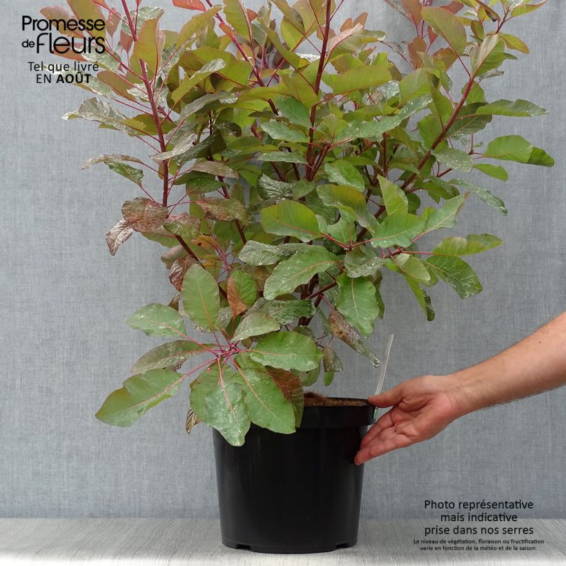 Ejemplar de Cotinus Grace - Árbol de las pelucas Maceta 7,5L/10L entregado en verano