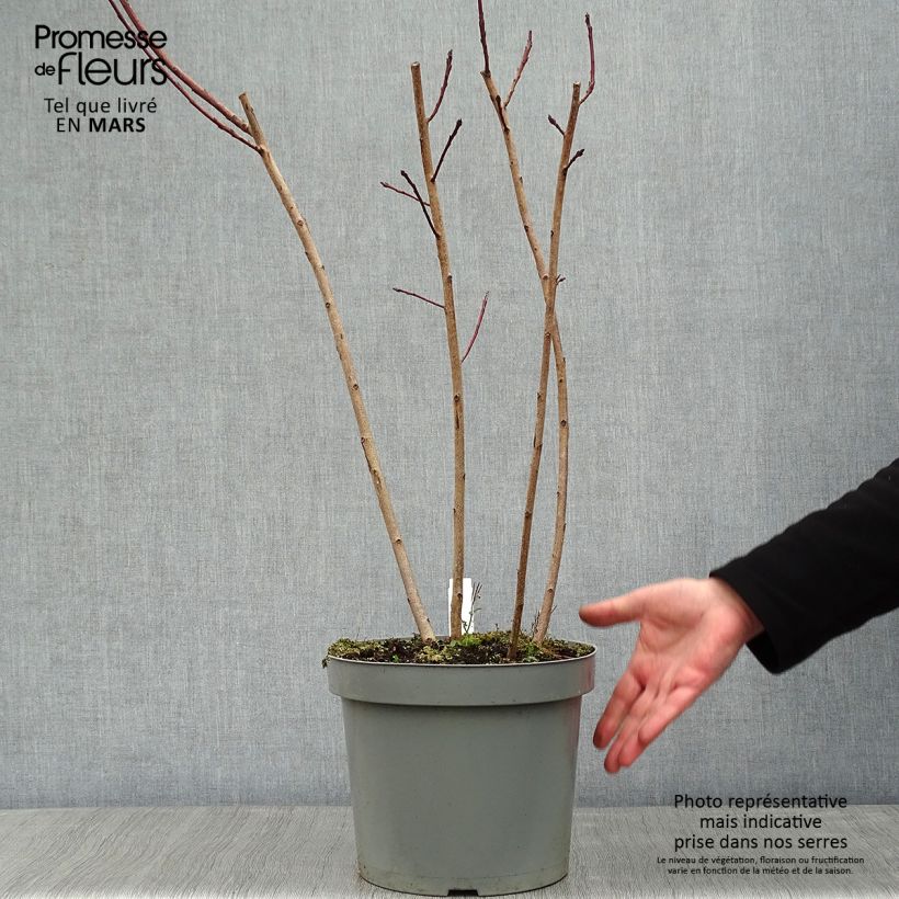 Cotinus Grace - Árbol de las pelucas Maceta 7,5L/10L Ejemplar entregado en invierno