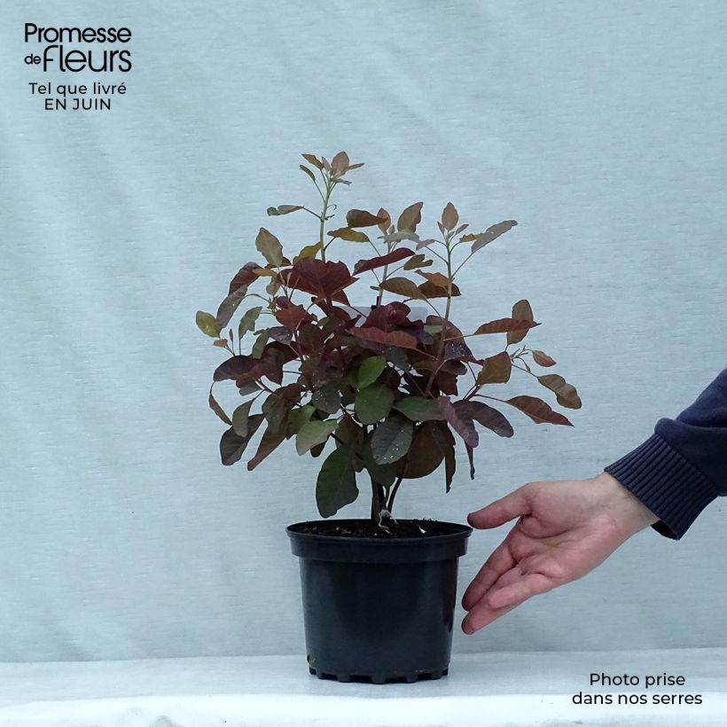 Ejemplar de Cotinus Grace - Árbol de las pelucas Maceta 2L/3L entregado en verano