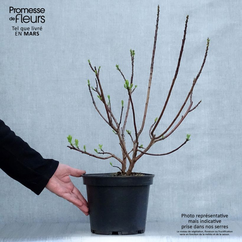 Árbol de las pelucas Joe - Cotinus coggygria Maceta 3L/4L Ejemplar entregado en la primavera