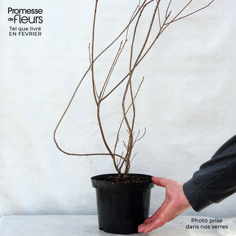 Árbol de las pelucas - Cotinus coggygria Maceta 3L/4L Ejemplar entregado en invierno