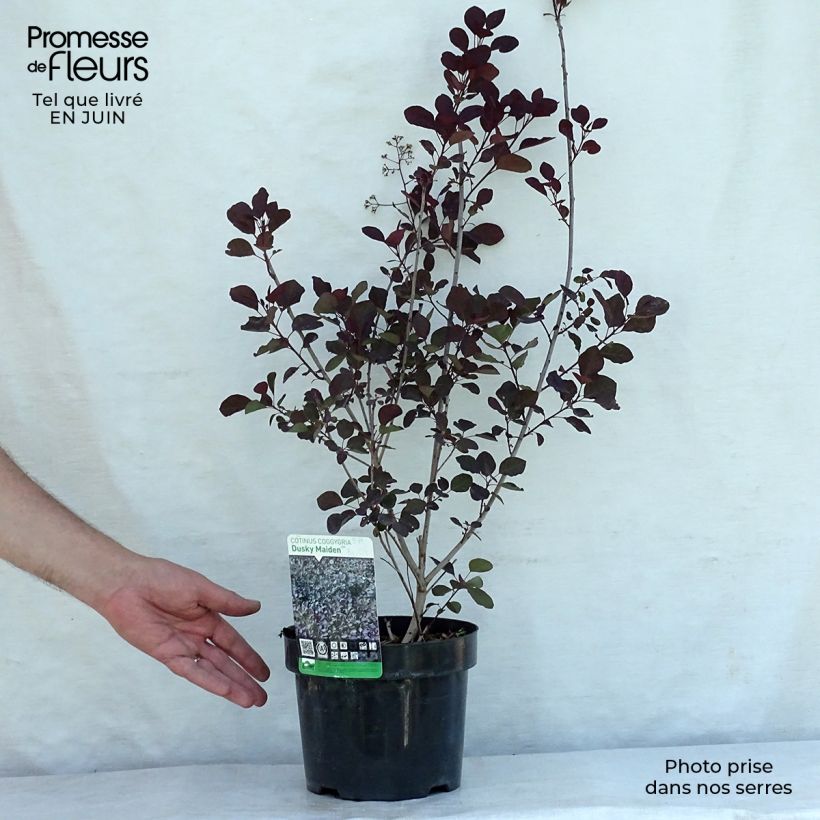 Ejemplar de Árbol de las pelucas Dusky Maiden - Cotinus coggygria Maceta 3L/4L entregado en verano