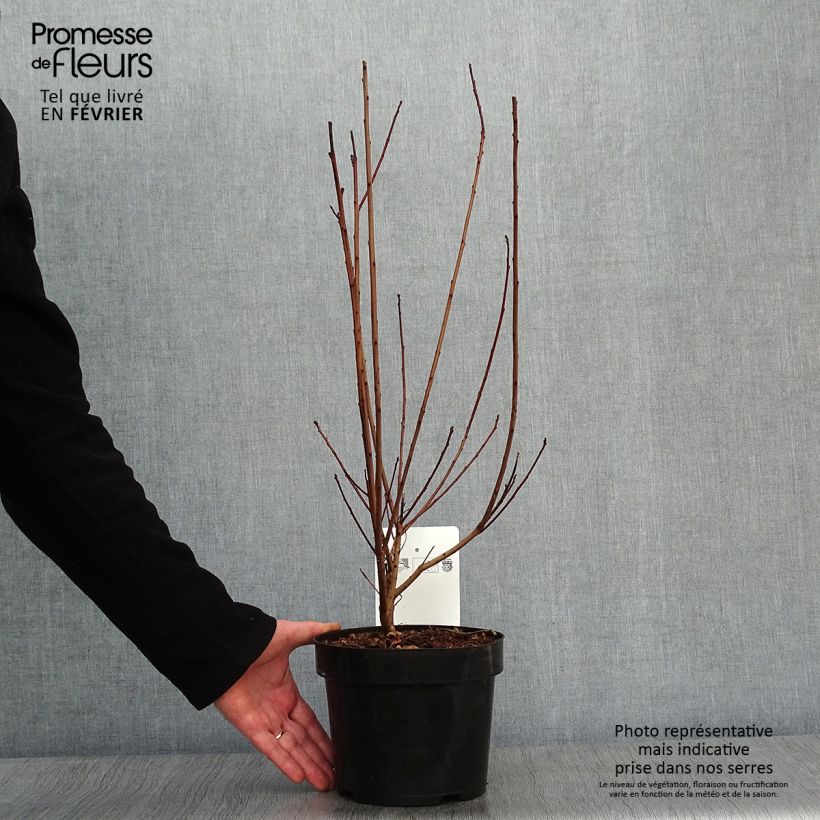 Árbol de las pelucas Dusky Maiden - Cotinus coggygria Maceta 3L/4L Ejemplar entregado en invierno
