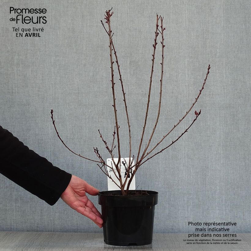 Árbol de las pelucas Dusky Maiden - Cotinus coggygria Maceta 3L/4L Ejemplar entregado en la primavera