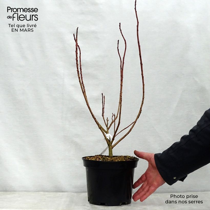 Árbol de las pelucas Flamissimo - Cotinus coggygria Maceta 3L/4L Ejemplar entregado en la primavera