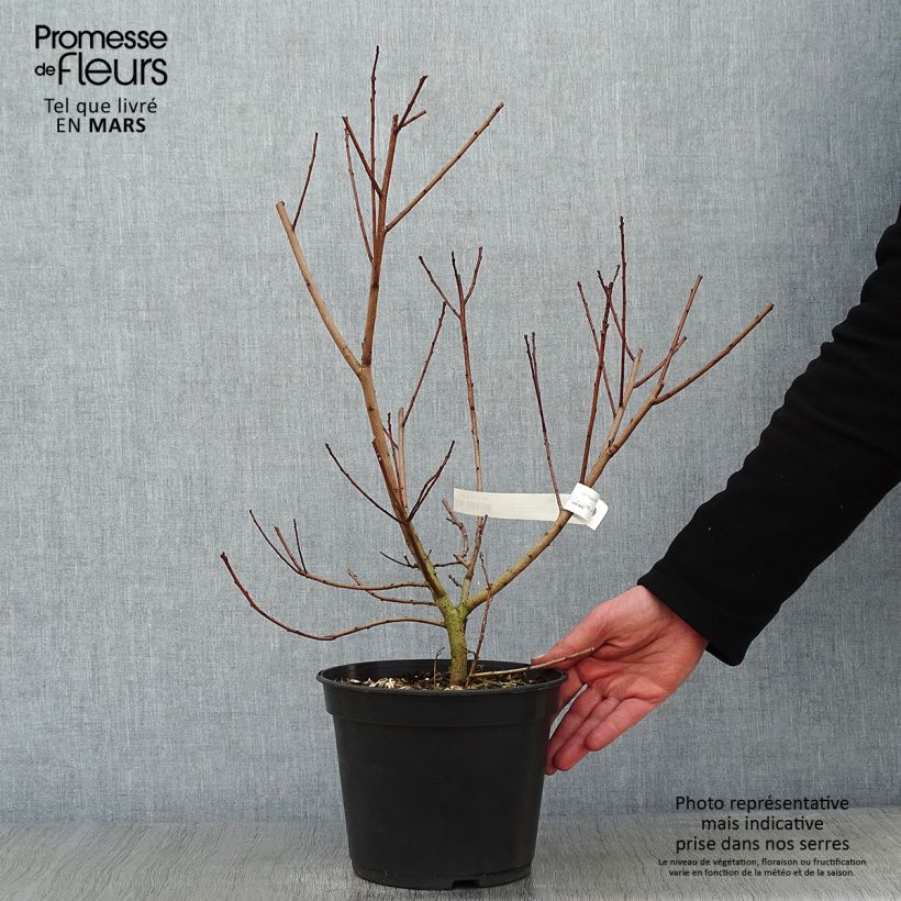 Árbol de las pelucas Flamissimo - Cotinus coggygria Maceta 3L/4L Ejemplar entregado en invierno