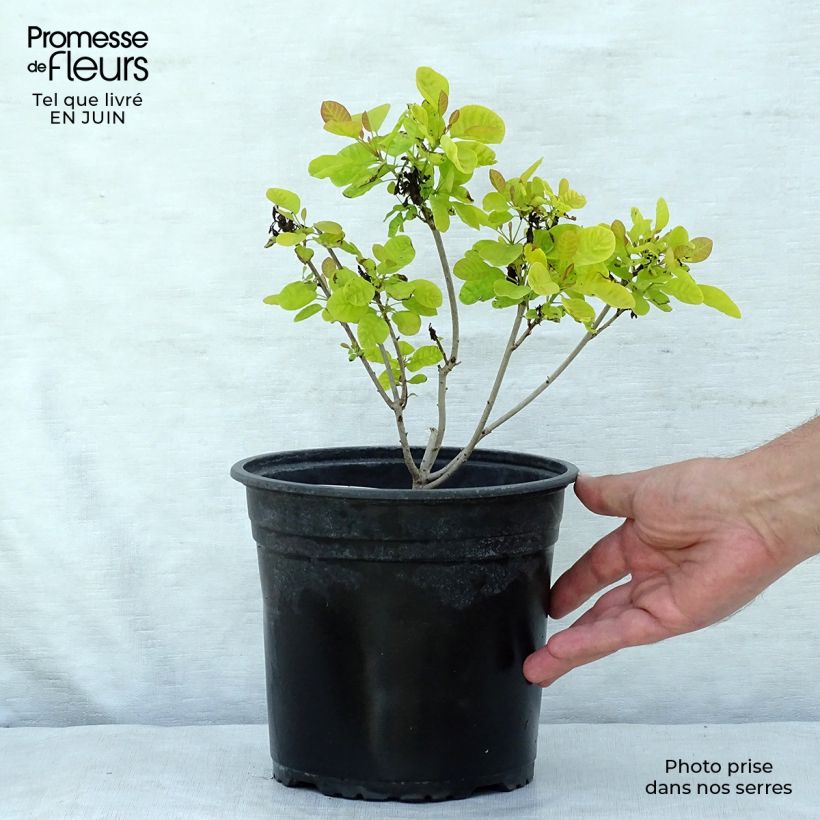 Ejemplar de Árbol de las pelucas Golden Lady - Cotinus coggygria Maceta 3L/4L entregado en verano