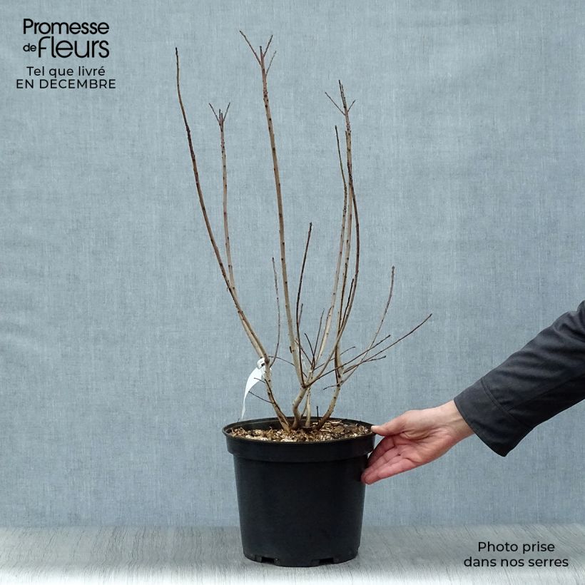 Árbol de las pelucas Golden Lady - Cotinus coggygria Maceta 7,5L/10L Ejemplar entregado en invierno