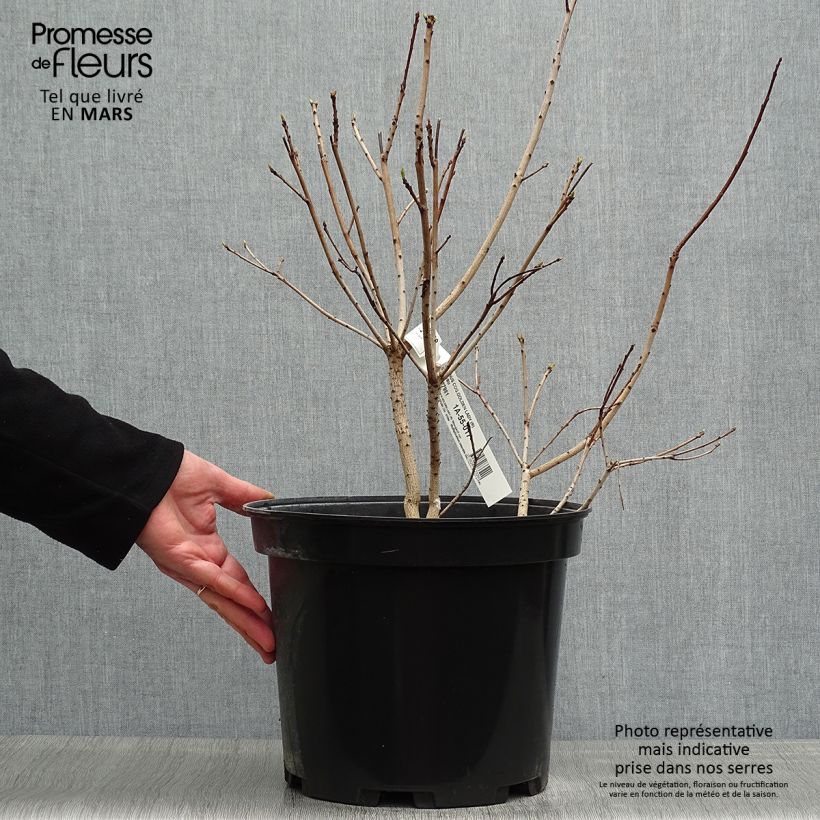 Árbol de las pelucas Golden Lady - Cotinus coggygria Maceta 7,5L/10L Ejemplar entregado en la primavera