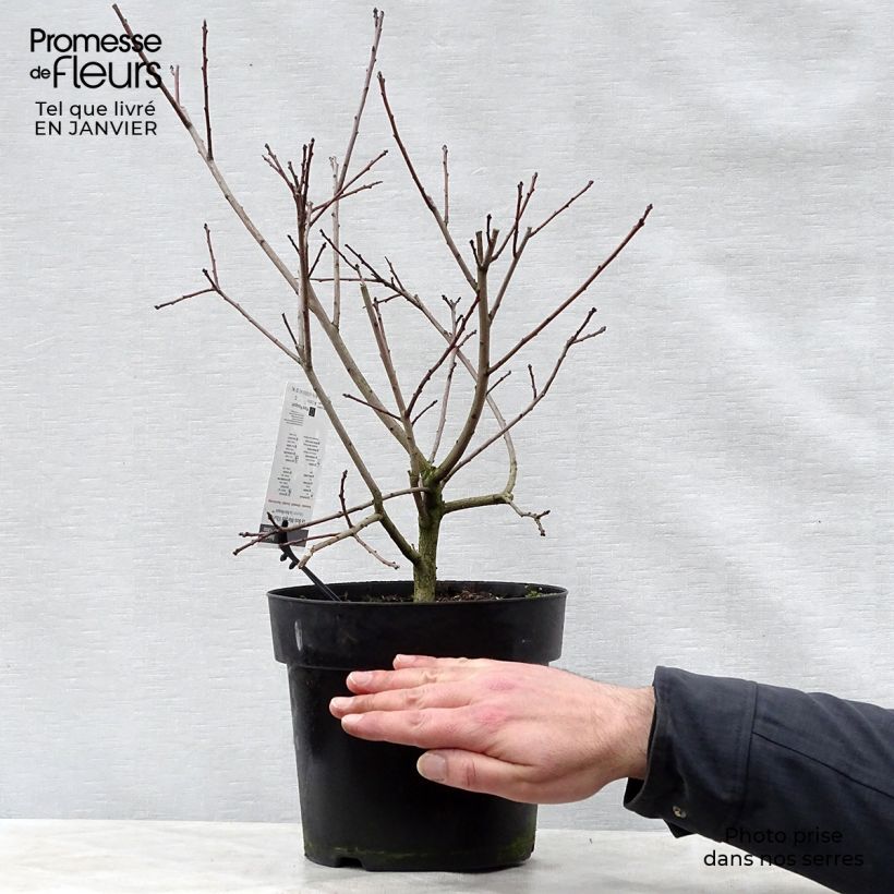 Árbol de las pelucas Lilla - Cotinus coggygria Maceta 3L/4L Ejemplar entregado en invierno