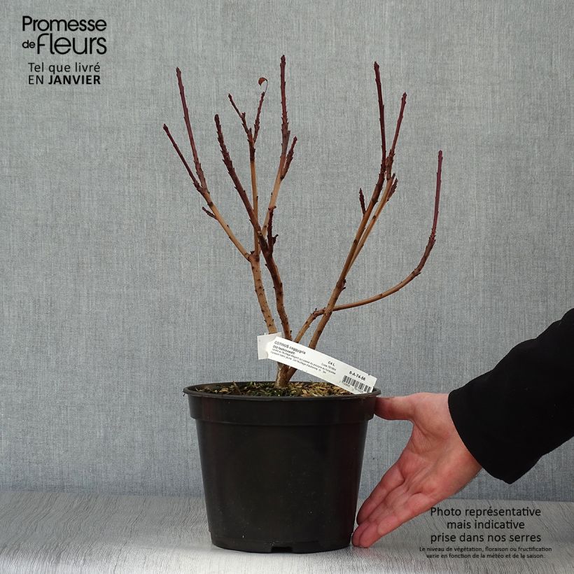 Árbol de las pelucas Old Fashioned - Cotinus coggygria Maceta 3L/4L Ejemplar entregado en invierno
