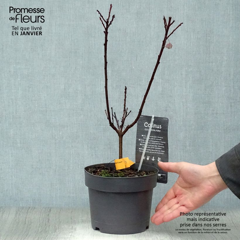 Árbol de las pelucas Royal Purple - Cotinus coggygria Maceta 2L/3L Ejemplar entregado en invierno