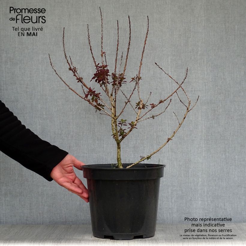 Árbol de las pelucas Royal Purple - Cotinus coggygria Maceta 4L/5L Ejemplar entregado en la primavera