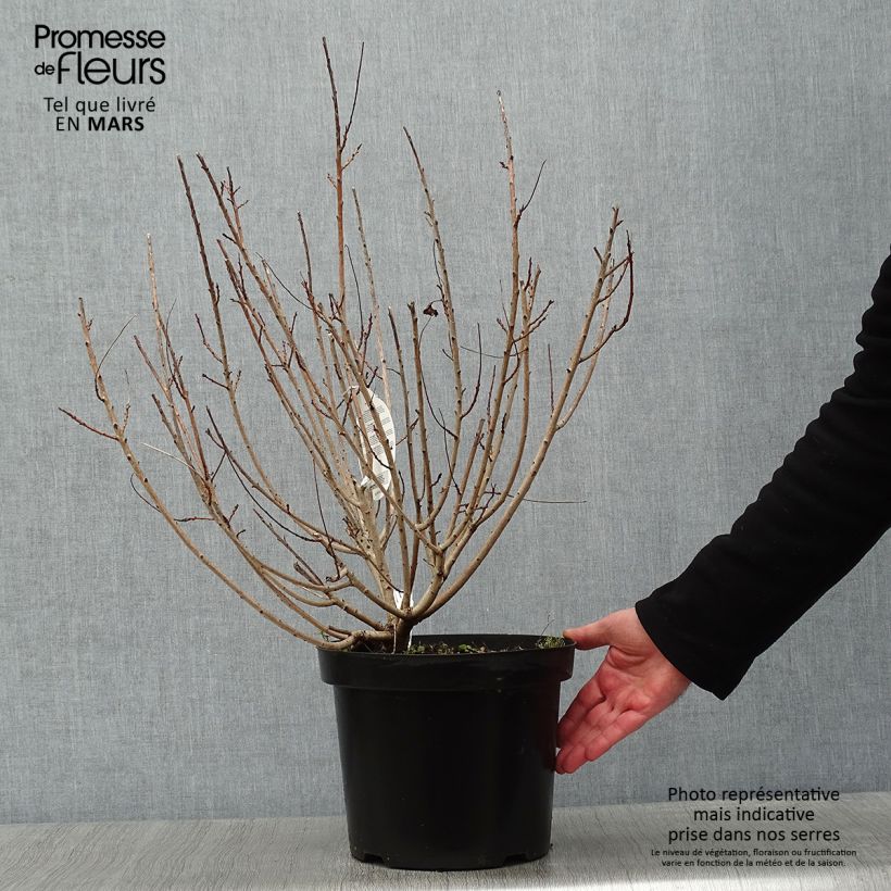 Árbol de las pelucas Young Lady - Cotinus coggygria Maceta 6L/7L Ejemplar entregado en invierno
