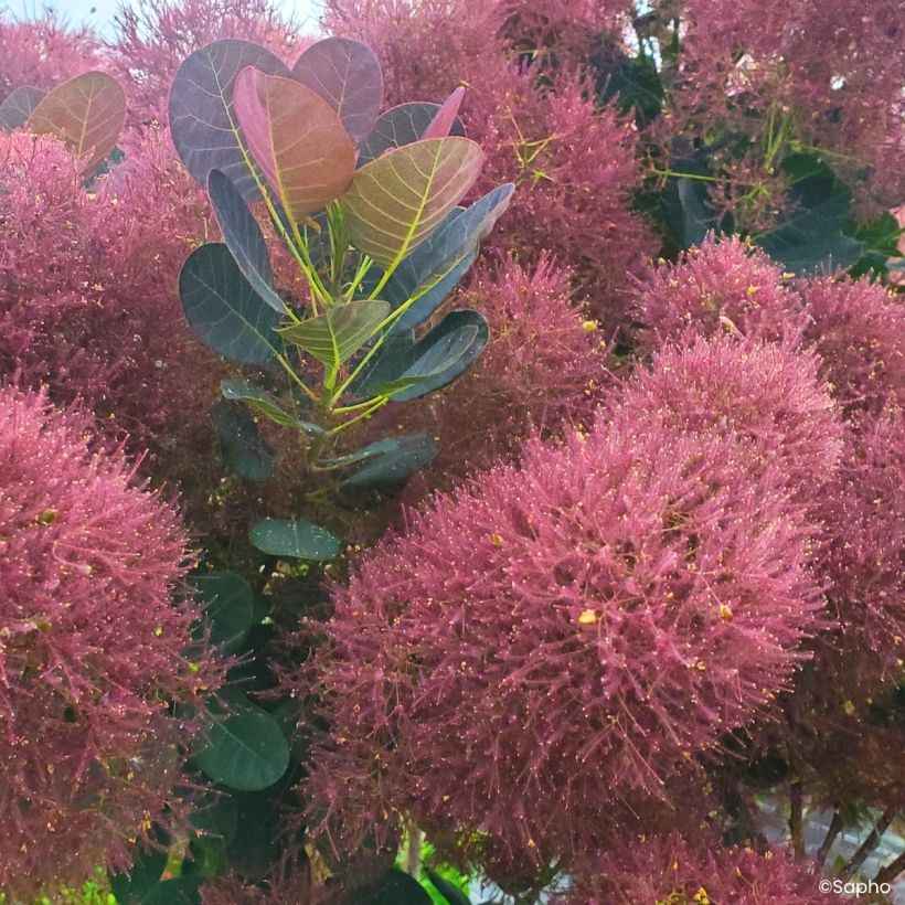 Cotinus coggygria Magical Torch - Árbol del humo (Floración)
