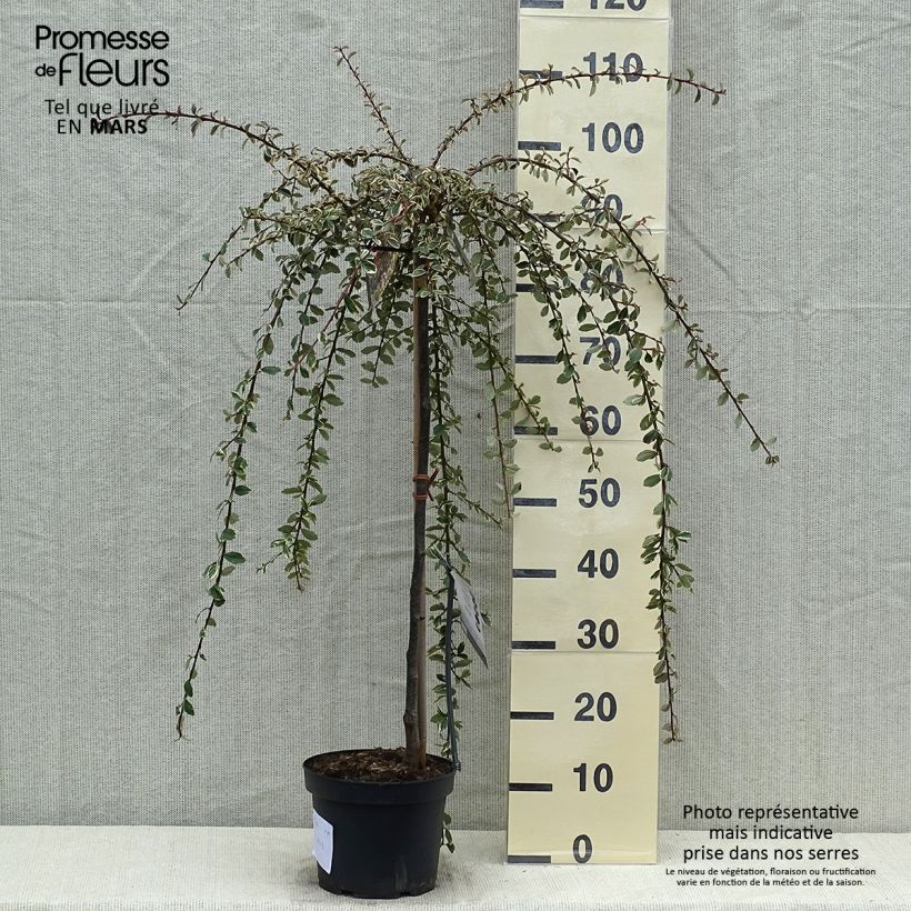 Cotoneaster suecicus Juliette Maceta 4L/5L, Tallo Ejemplar entregado en la primavera