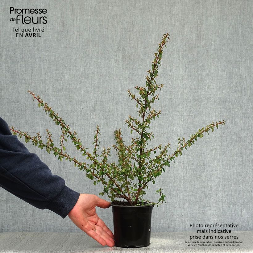 Cotoneaster suecicus Skogholm Maceta 1L/1,5L Ejemplar entregado en la primavera