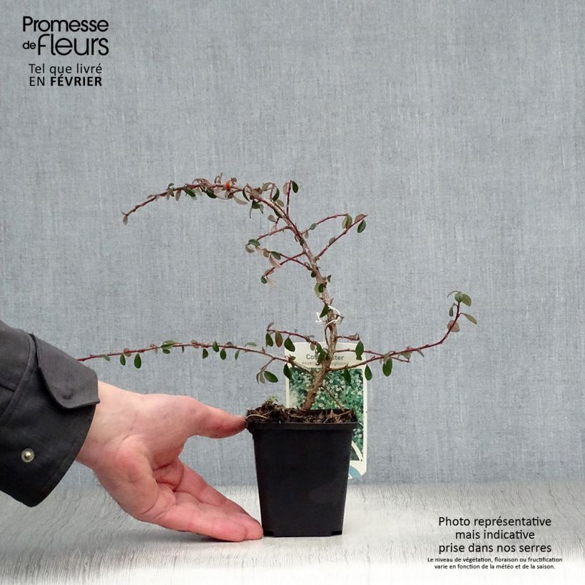 Cotoneaster suecicus Skogholm Maceta de 8/9 cm Ejemplar entregado en invierno