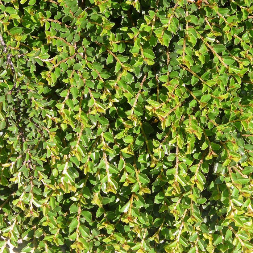 Cotoneaster adpressus (Follaje)