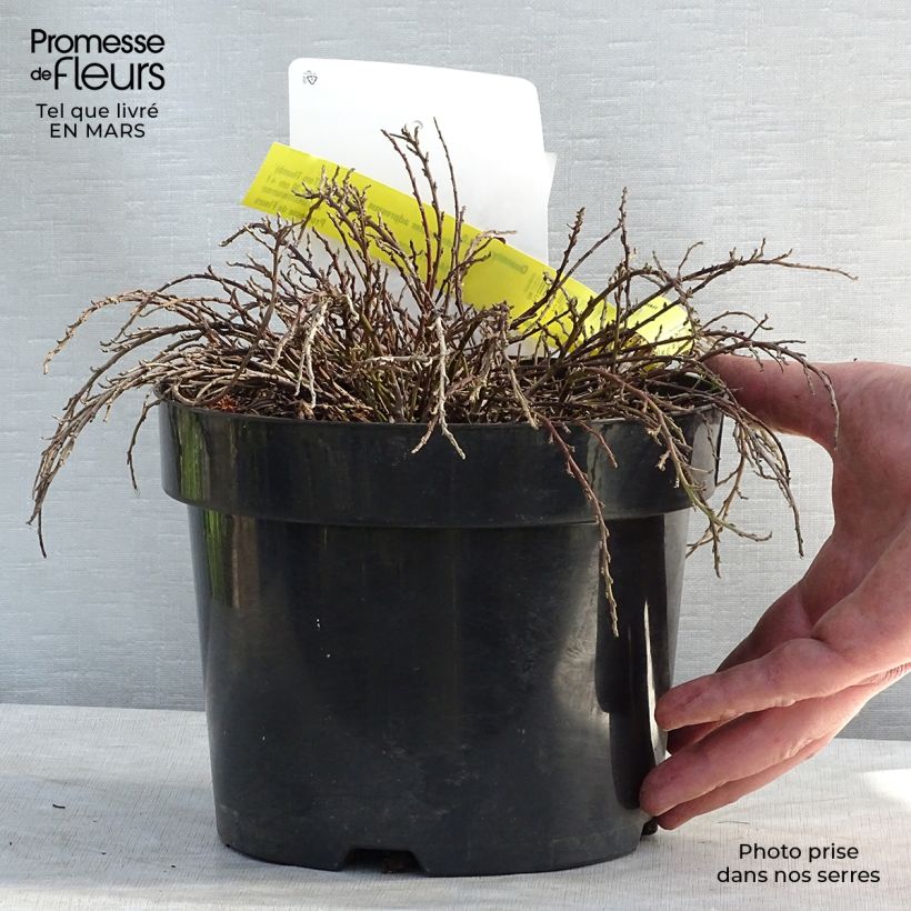 Cotoneaster adpressus Little Gem Maceta 2L/3L Ejemplar entregado en invierno