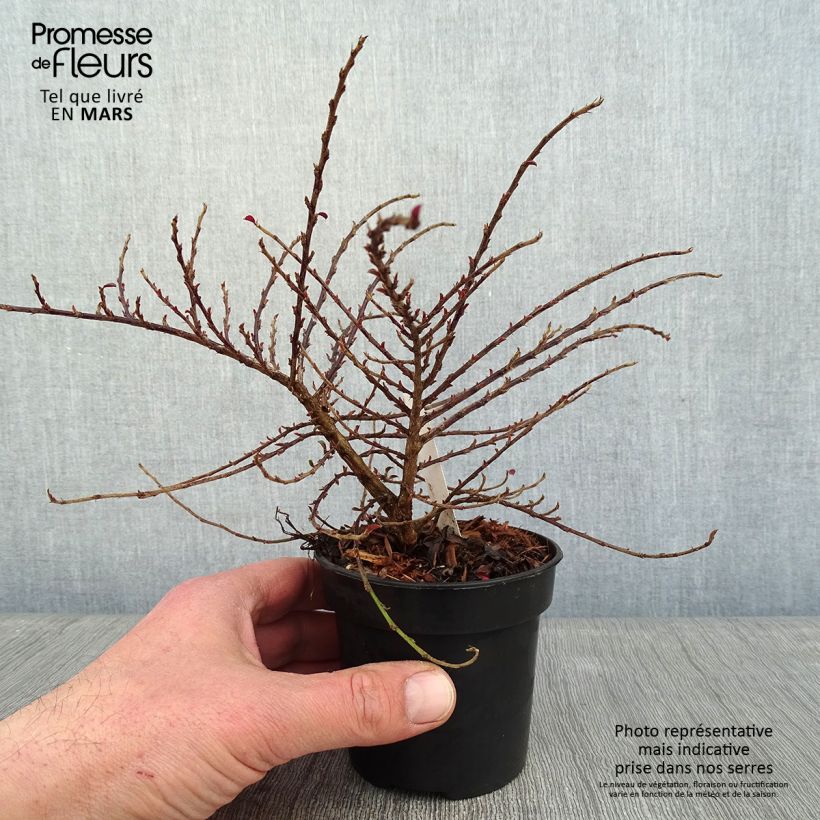 Cotoneaster adpressus Little Gem Maceta de 10 cm/11 cm Ejemplar entregado en invierno