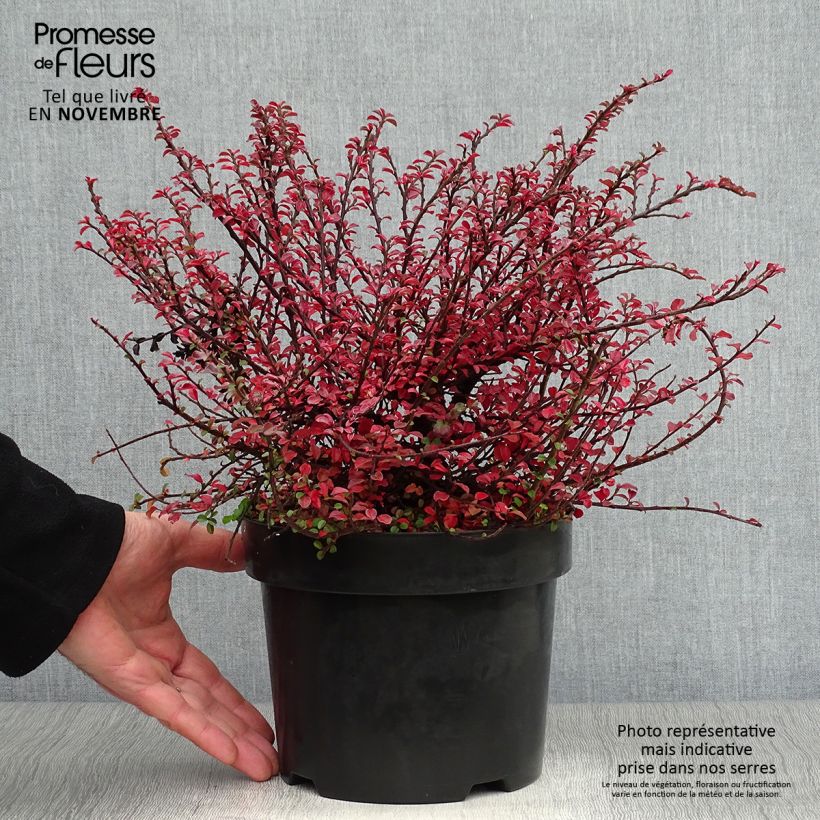 Ejemplar de Cotoneaster adpressus Little Gem Maceta 2L/3L entregado en otoño