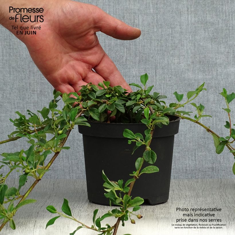 Ejemplar de Cotoneaster dammeri - Cotoneaster de gayuba Maceta de 8/9 cm entregado en verano
