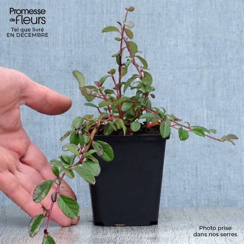 Cotoneaster dammeri - Cotoneaster de gayuba Maceta de 8/9 cm Ejemplar entregado en invierno