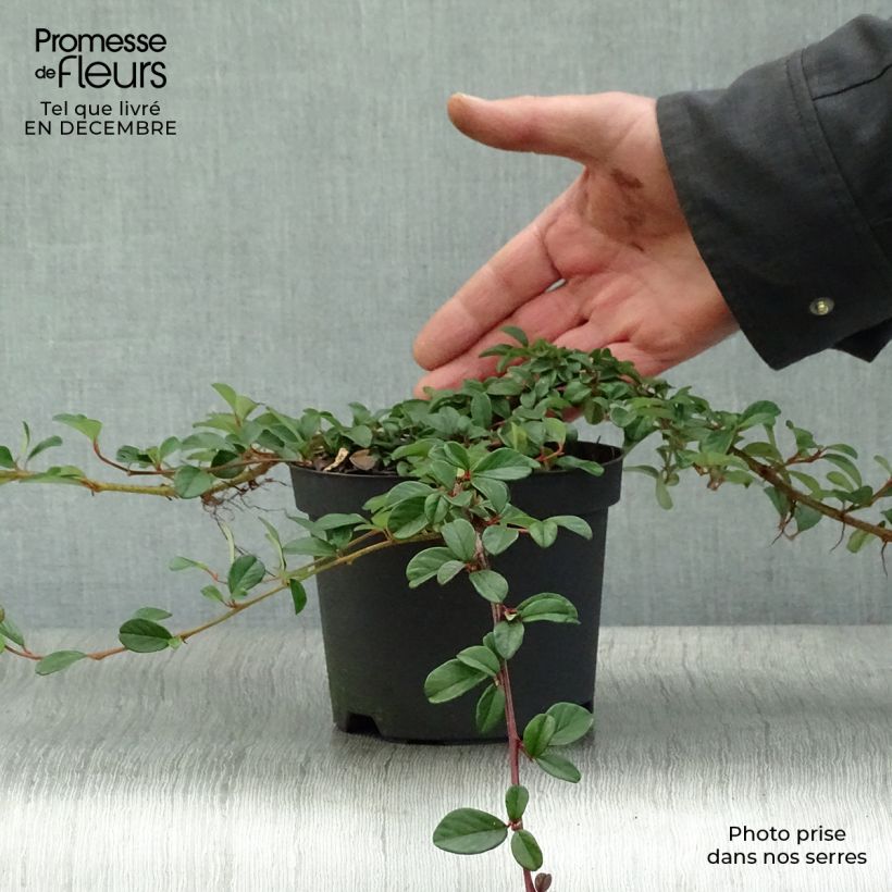 Cotoneaster dammeri - Cotoneaster de gayuba Maceta 1L/1,5L Ejemplar entregado en invierno