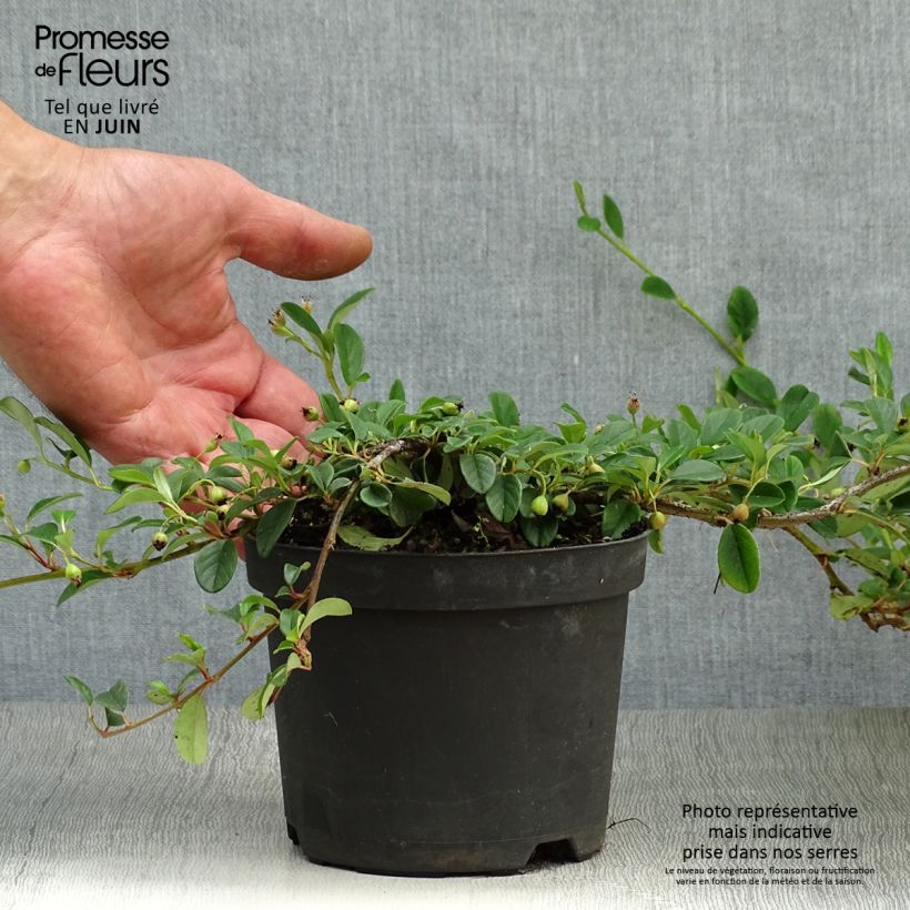 Ejemplar de Cotoneaster dammeri - Cotoneaster de gayuba Maceta 1L/1,5L entregado en verano