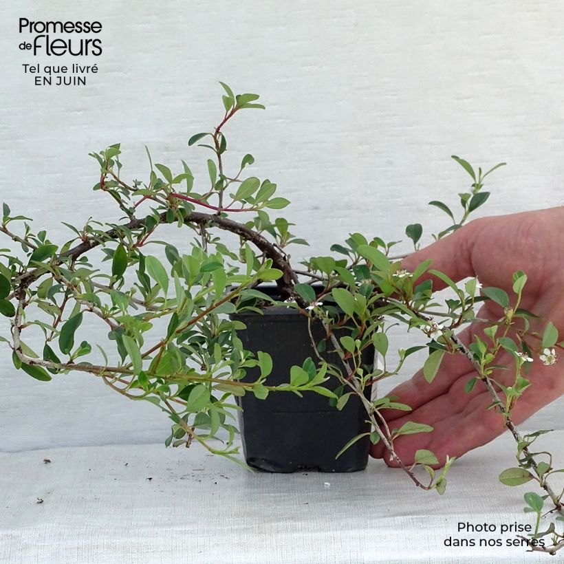 Ejemplar de Cotoneaster dammeri Eichholz Maceta de 8/9 cm entregado en verano