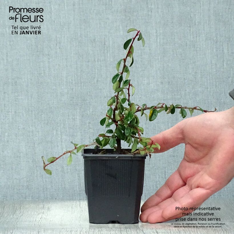 Cotoneaster dammeri Eichholz Maceta de 8/9 cm Ejemplar entregado en invierno