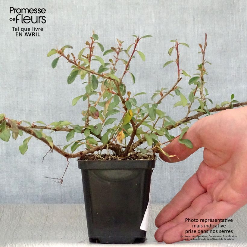 Cotoneaster dammeri Eichholz Maceta de 8/9 cm Ejemplar entregado en la primavera