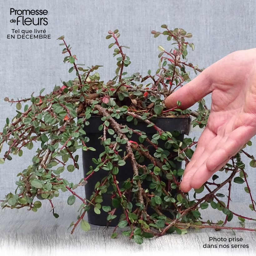 Cotoneaster dammeri Evergreen Maceta 2L/3L Ejemplar entregado en invierno
