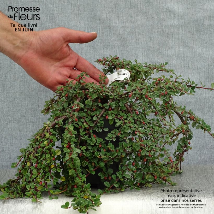 Ejemplar de Cotoneaster dammeri Evergreen Maceta 2L/3L entregado en verano