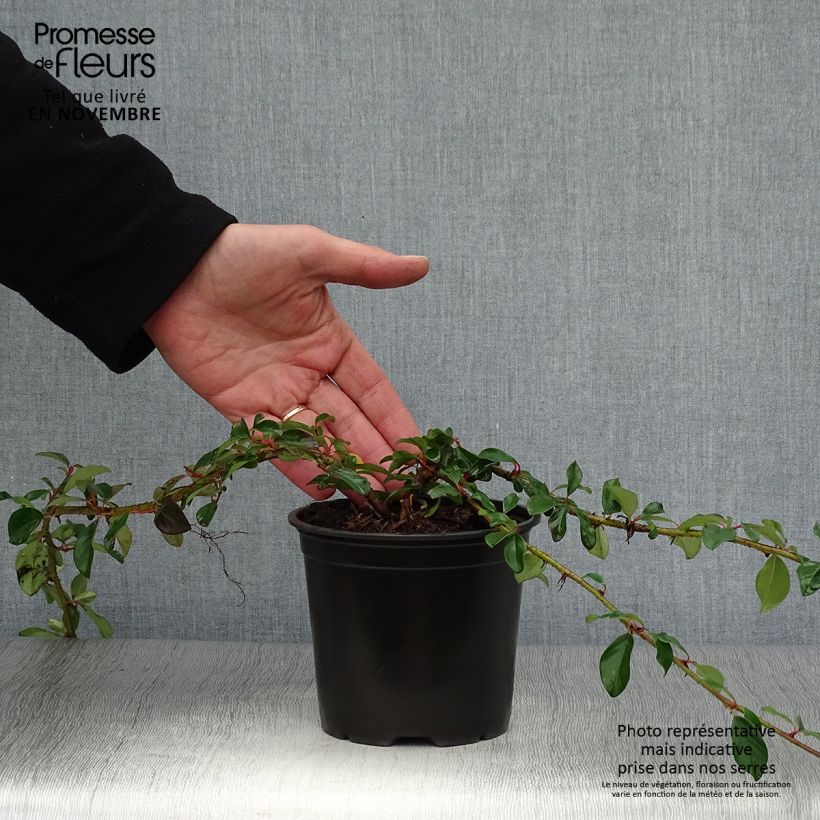 Ejemplar de Cotoneaster dammeri Major Maceta 1L/1,5L entregado en otoño