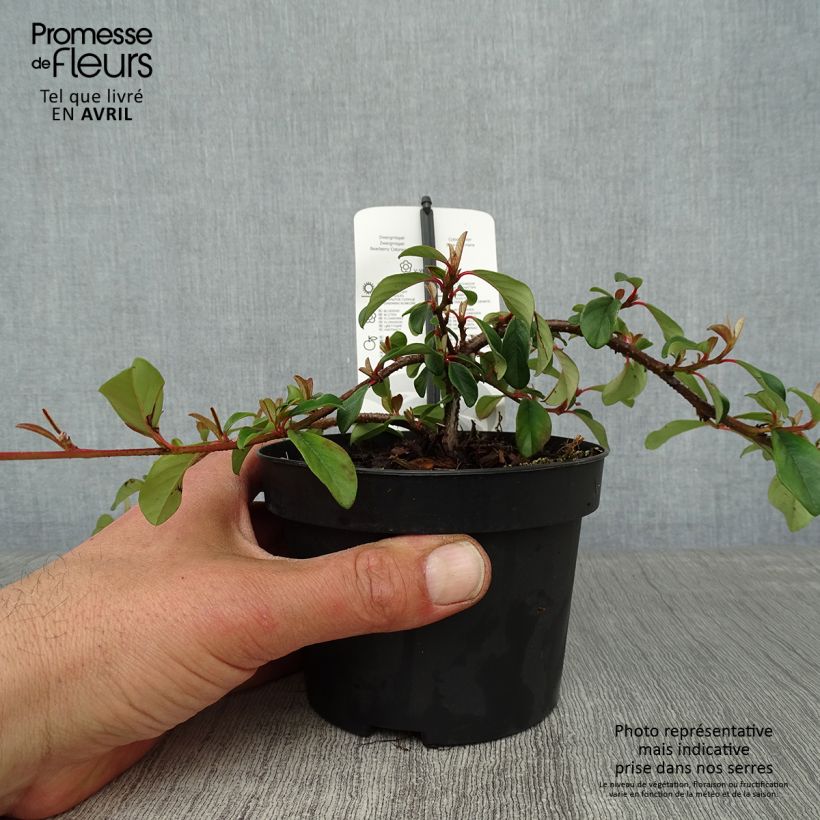 Cotoneaster dammeri Major Maceta 1L/1,5L Ejemplar entregado en la primavera