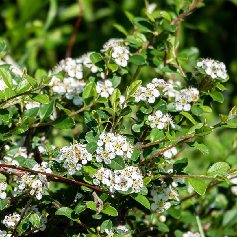 Cotoneaster dammeri Major (Floración)