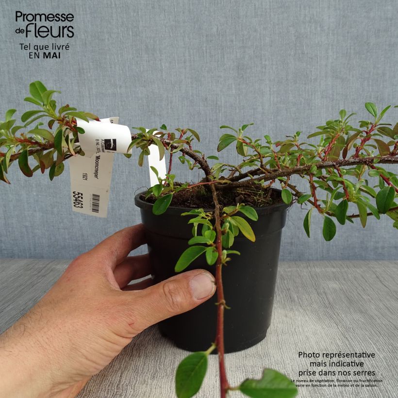 Cotoneaster dammeri Mooncreeper Maceta 1L/1,5L Ejemplar entregado en la primavera