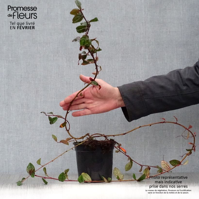 Cotoneaster dammeri Schoon Maceta 1L/1,5L Ejemplar entregado en invierno