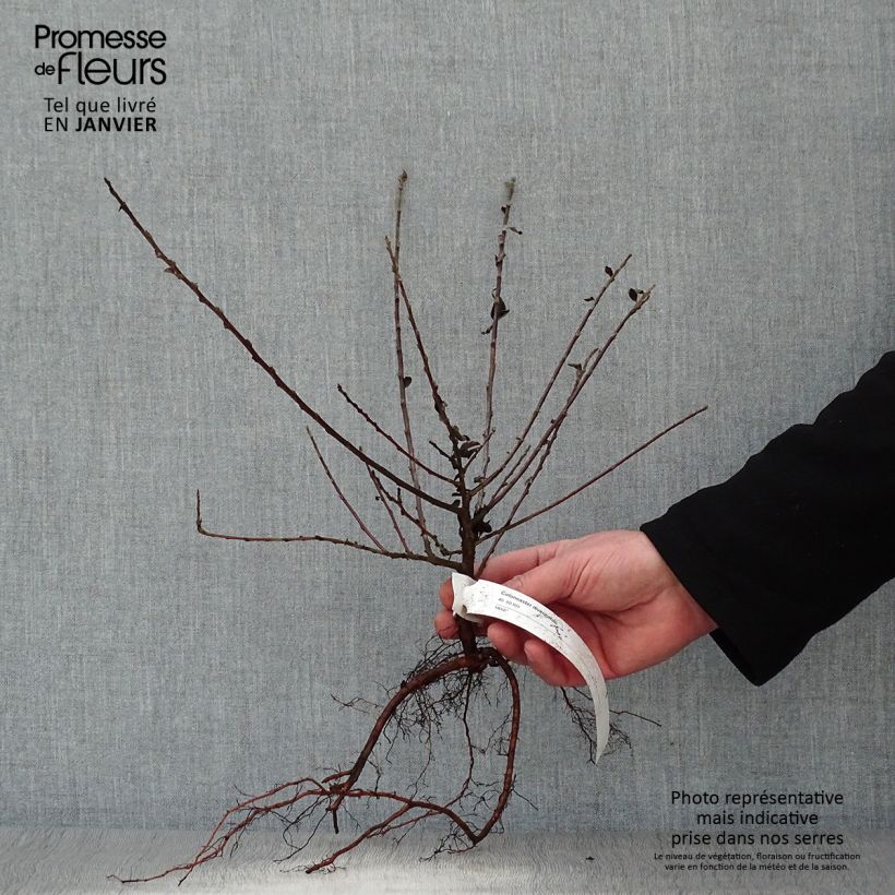 Cotoneaster divaricatus Raíces desnudas Ejemplar entregado en invierno