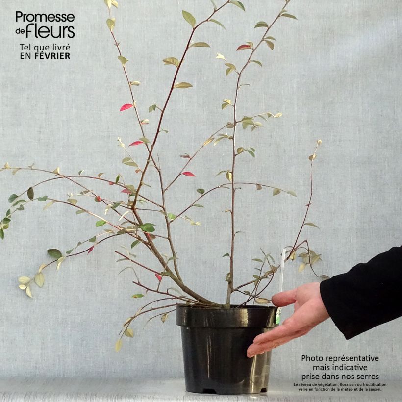 Cotoneaster franchetii Maceta 2L/3L Ejemplar entregado en invierno