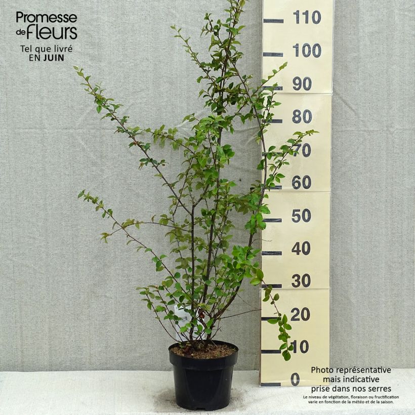 Cotoneaster franchetii Maceta 2L/3L Ejemplar entregado en la primavera