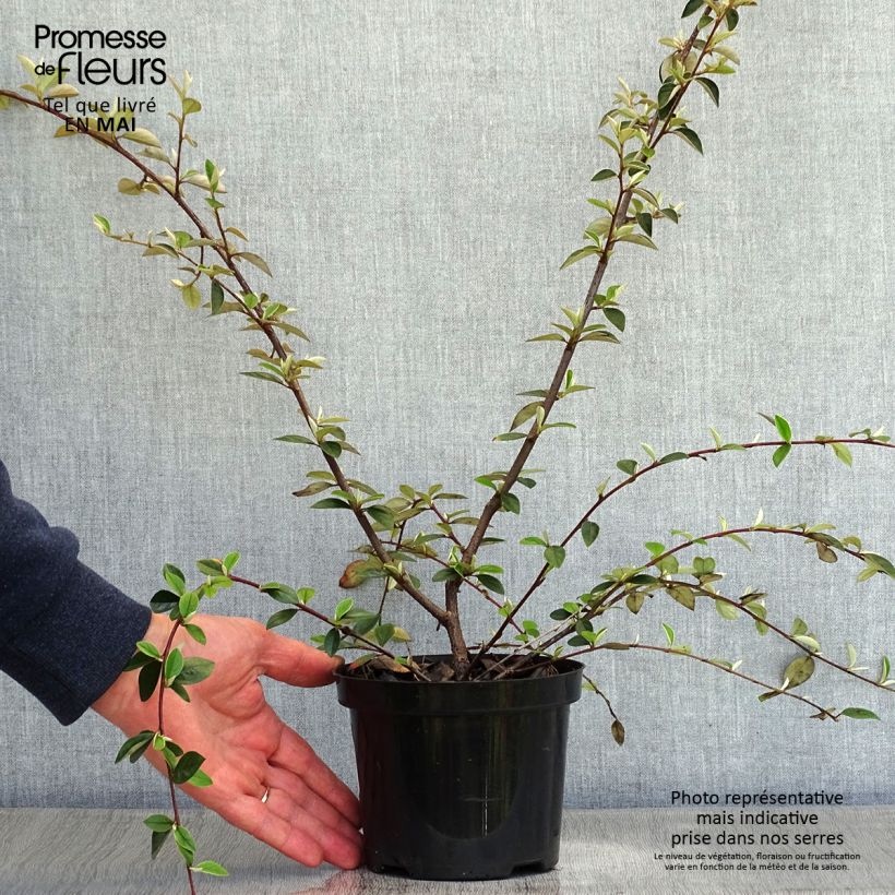 Cotoneaster franchetii Maceta 7,5L/10L Ejemplar entregado en la primavera