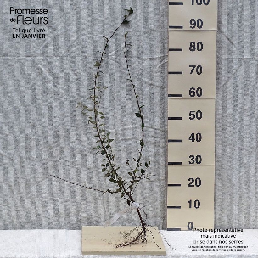 Cotoneaster franchetii Raíces desnudas Ejemplar entregado en invierno