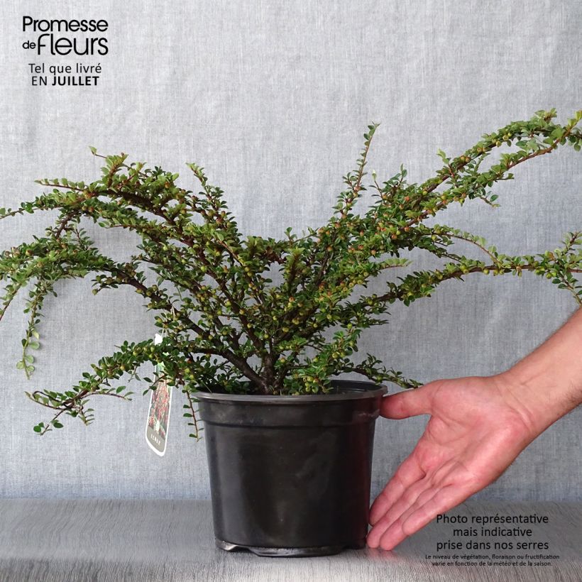 Ejemplar de Cotoneaster horizontalis - Griñolera Maceta 2L/3L entregado en verano