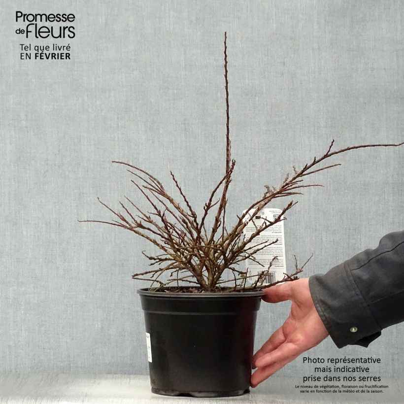 Cotoneaster horizontalis - Griñolera Maceta 2L/3L Ejemplar entregado en invierno