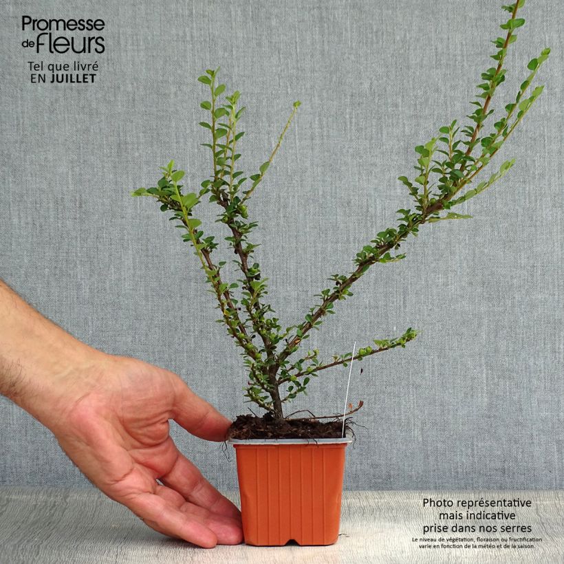 Ejemplar de Cotoneaster horizontalis - Griñolera Maceta de 8/9 cm entregado en verano