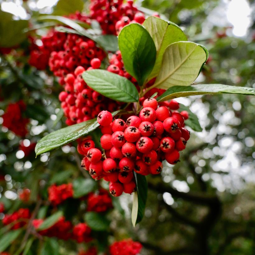 Cotoneaster lacteus (Cosecha)