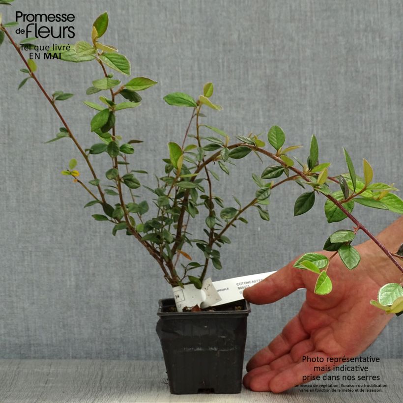 Cotoneaster lacteus Maceta de 8/9 cm Ejemplar entregado en la primavera
